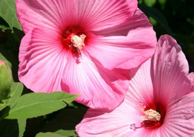 mocsari-hibiszkusz